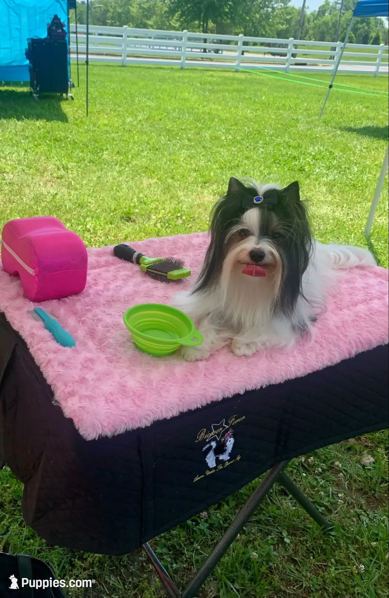 Whitley, a female Biewer for sale in New York, NY – 4 of 4