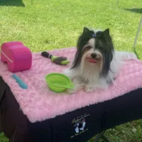 Whitley, a female Biewer for sale in New York, NY – Photo 6 of 7