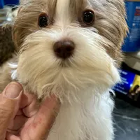 Whitley, a female Biewer for sale in New York, NY – Photo 5 of 7