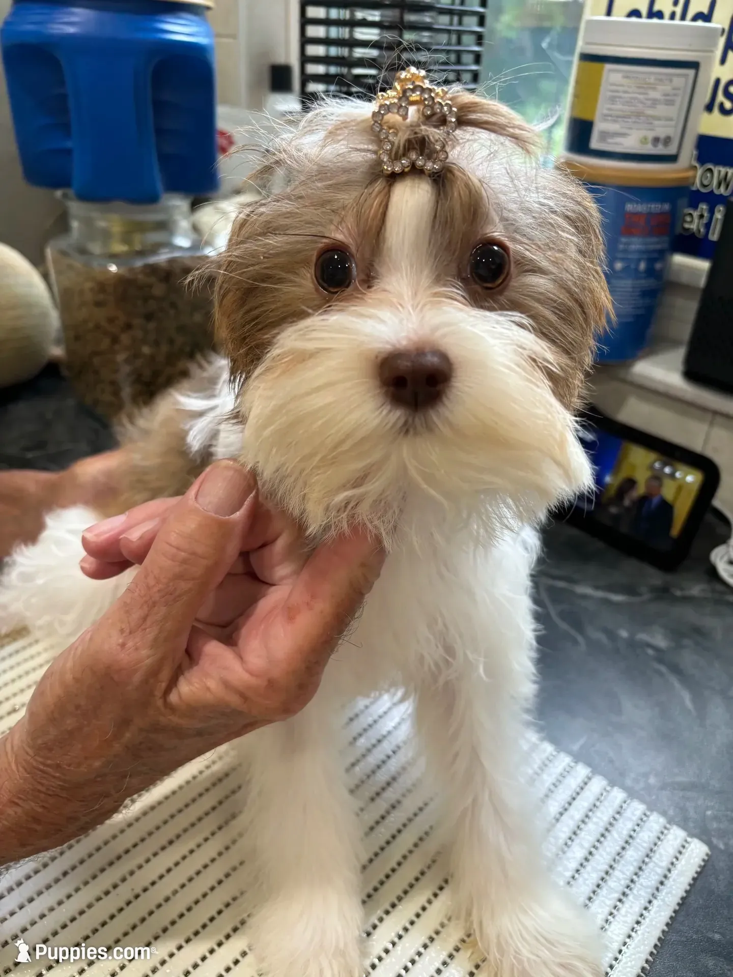 Whitley, a female Biewer for sale in New York, NY – 3 of 4