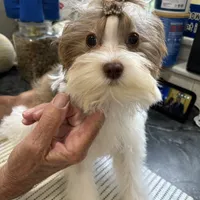 Whitley, a female Biewer for sale in New York, NY – Photo 1 of 7