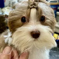 Whitley, a female Biewer for sale in New York, NY – Photo 3 of 7