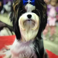 Whitley, a female Biewer for sale in New York, NY – Photo 7 of 7