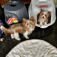 Whitley, a female Biewer for sale in New York, NY – Photo 2 of 7