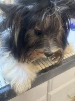 Georgio, a male Biewer for sale in Roslyn Heights, NY – 6 of 6