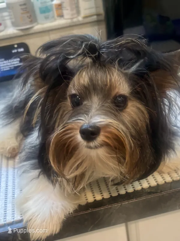 Georgio – Biewer puppy for sale in Roslyn Heights, NY