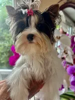 Hope, a female Biewer for sale in Roslyn Heights, NY – 10 of 10