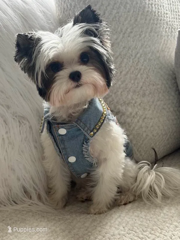 Emma – Biewer puppy for sale in New York, NY