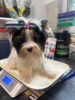 Hope, a female Biewer for sale in Roslyn Heights, NY – 9 of 10