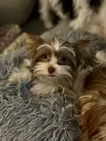 Princess Dolores, a female Biewer for sale in New York, NY – 1 of 6