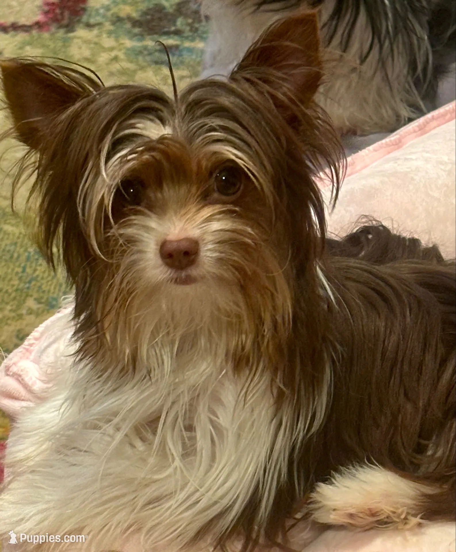 Princess Dolores, a female Biewer for sale in New York, NY – 3 of 6