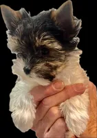 Sir Gilberto, a male Biewer for sale in New York, NY – 2 of 7