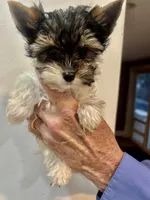 Sir Gilberto, a male Biewer for sale in New York, NY – 5 of 7