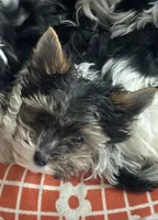 Sir Gilberto, a male Biewer for sale in New York, NY – 4 of 7