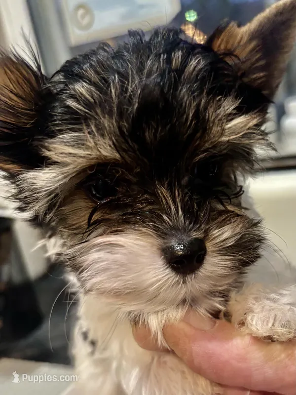 Sir Gilberto – Biewer puppy for sale in New York, NY