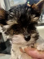 Sir Gilberto, a male Biewer for sale in New York, NY – 1 of 7