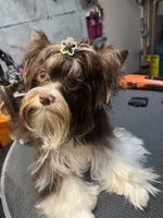 Franco on hold, a male Biewer for sale in New York, NY – 9 of 9