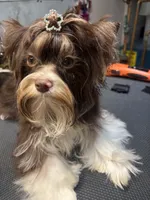Franco on hold, a male Biewer for sale in New York, NY – 5 of 9