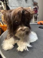 Franco on hold, a male Biewer for sale in New York, NY – 7 of 9