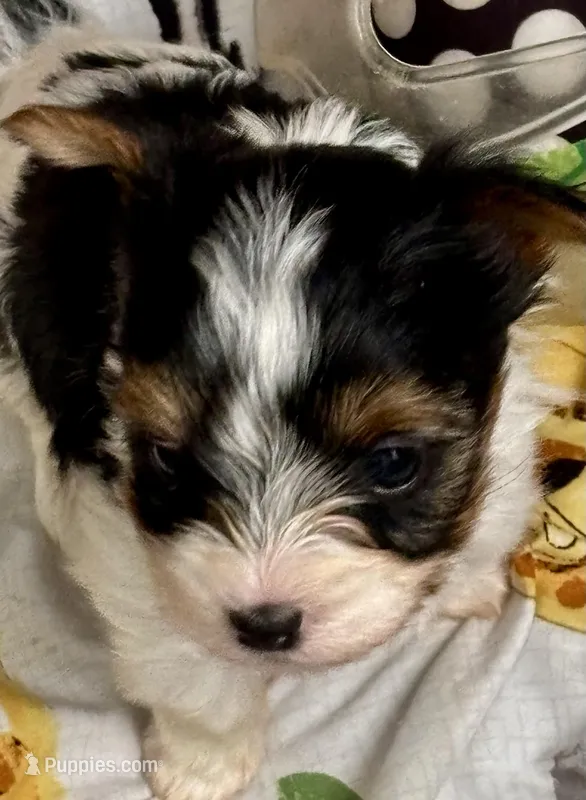 Georgio – Biewer puppy for sale in New York, NY