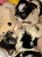 Georgio, a male Biewer for sale in New York, NY – Photo 3 of 3