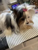 Angel, a female Biewer for sale in New York, NY – 3 of 4