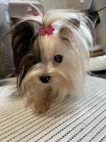 Angel, a female Biewer for sale in New York, NY – 4 of 4