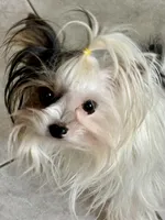 Angel, a female Biewer for sale in New York, NY – 2 of 4