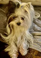 Angel, a female Biewer for sale in New York, NY – 1 of 4