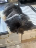 Georgio, a male Biewer for sale in Roslyn Heights, NY – 5 of 6