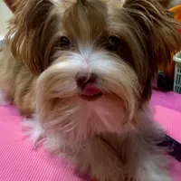 Amber, a female Biewer for sale in New York, NY – Photo 9 of 9