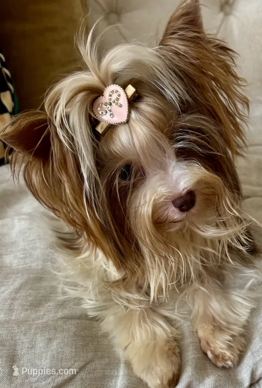 Amber – Biewer puppy on hold in New York, NY
