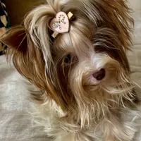 Amber, a female Biewer for sale in New York, NY – Photo 2 of 9