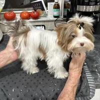 Amber, a female Biewer for sale in New York, NY – Photo 8 of 9