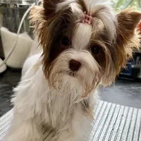 Amber, a female Biewer for sale in New York, NY – Photo 4 of 9