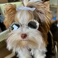 Amber, a female Biewer for sale in New York, NY – Photo 3 of 9