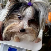 Amber, a female Biewer for sale in New York, NY – Photo 5 of 9