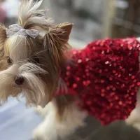 Amber, a female Biewer for sale in New York, NY – Photo 6 of 9