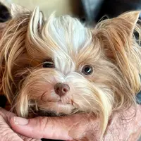 Amber, a female Biewer for sale in New York, NY – Photo 1 of 9