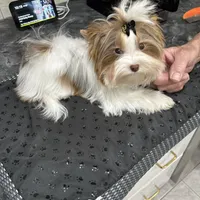 Amber, a female Biewer for sale in New York, NY – Photo 7 of 9