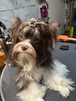 Franco on hold, a male Biewer for sale in New York, NY – 6 of 9