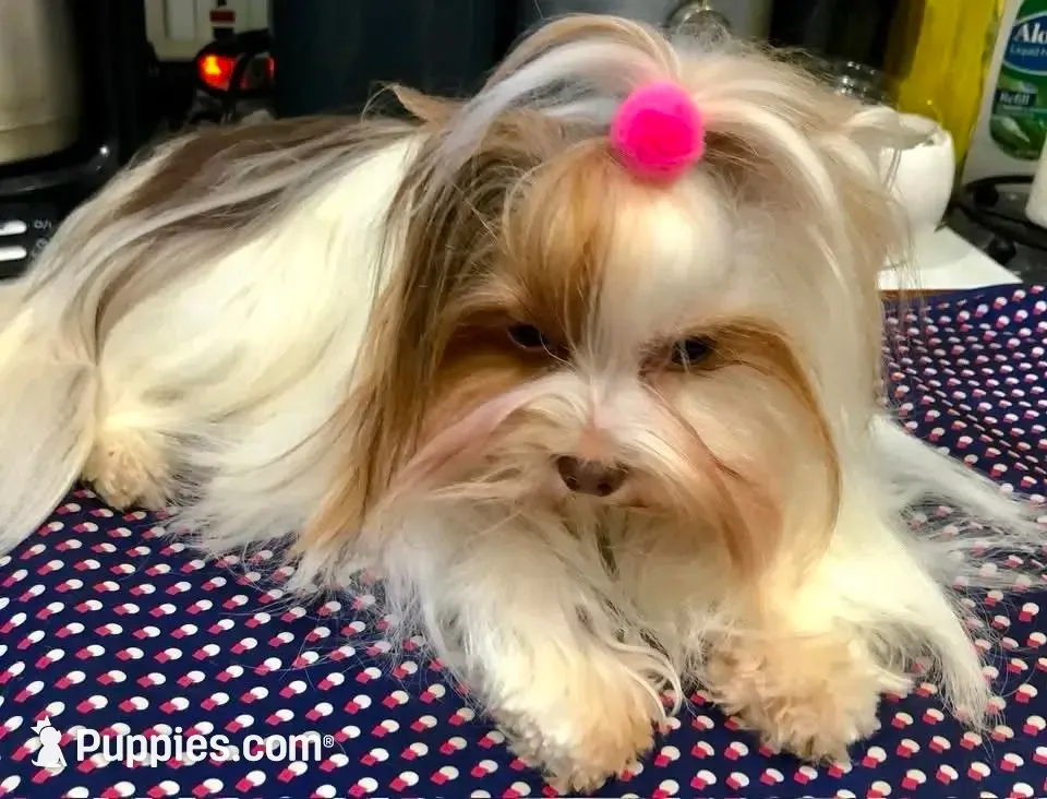 Emma, a female Biewer for sale in New York, NY – 4 of 6