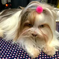 Emma, a female Biewer for sale in New York, NY – Photo 7 of 7