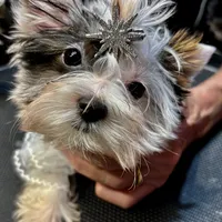 Emma, a female Biewer for sale in New York, NY – Photo 4 of 7