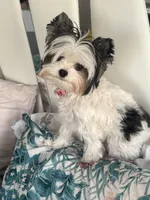 Emma, a female Biewer for sale in New York, NY – 3 of 6