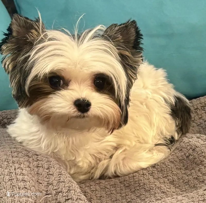 Emma – Biewer puppy for sale in New York, NY