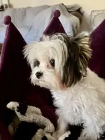 Emma, a female Biewer for sale in New York, NY – 2 of 6