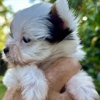 Emma, a female Biewer for sale in New York, NY – Photo 5 of 7