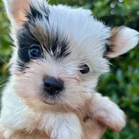 Emma, a female Biewer for sale in New York, NY – Photo 2 of 7