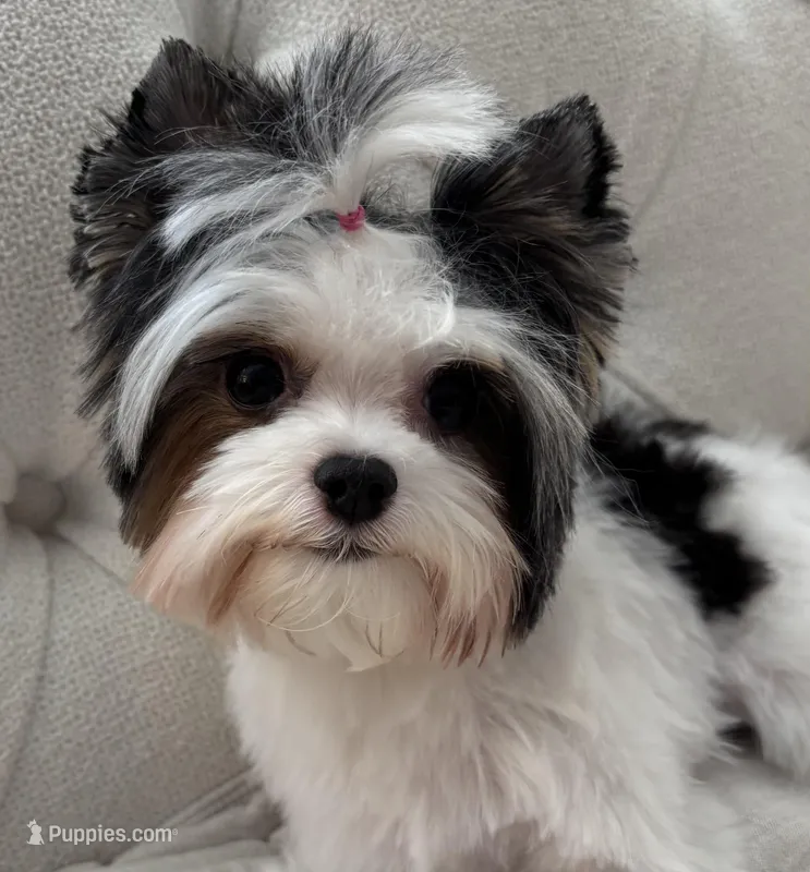 Emma – Biewer puppy for sale in New York, NY
